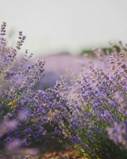 Maurice M’ Messegué Bio Sérénité Zen Huile Corps