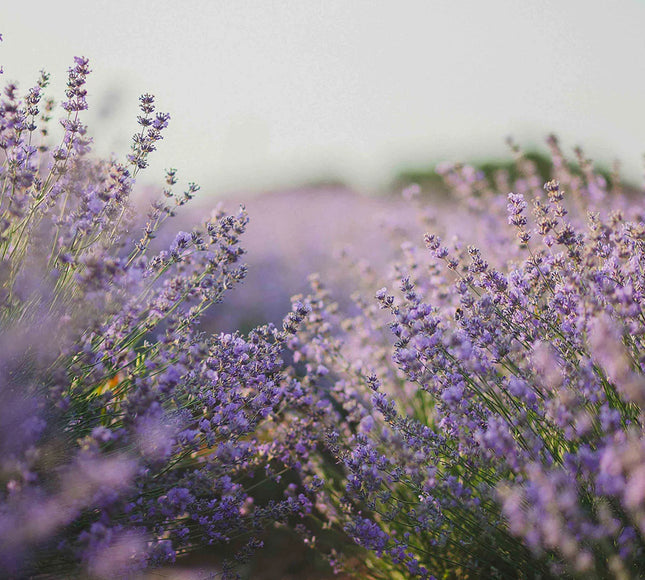 Maurice M’ Messegué Bio Sérénité Zen Huile Corps
