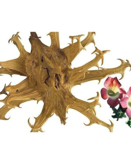 Baume-Gel Alpifresh « Griffe du Diable » 250 ml – Soulagement Muscles & Articulations