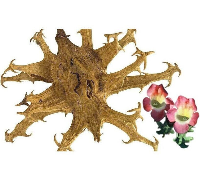 Baume-Gel Alpifresh « Griffe du Diable » 250 ml – Soulagement Muscles & Articulations